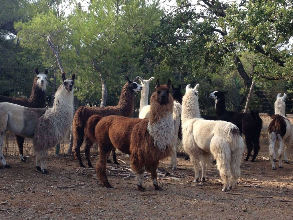 Rencontre avec les lamas en plein air
