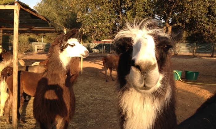 Découvrez un élevage de lamas au charme envoûtant à Six-Fours-les-Plages