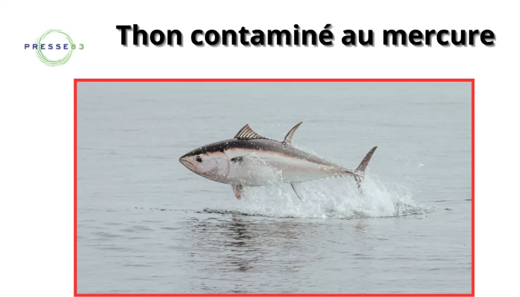 boîtes de thon en conserve testées par des ong