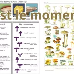 c'est le moment.