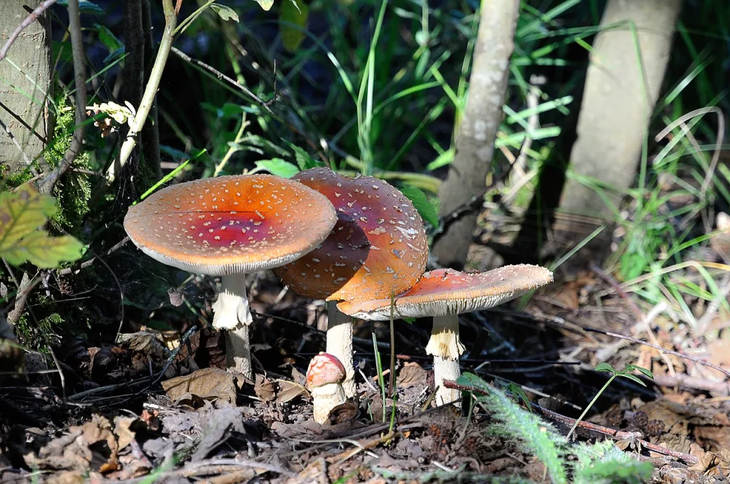 chercher des champignons en forêt