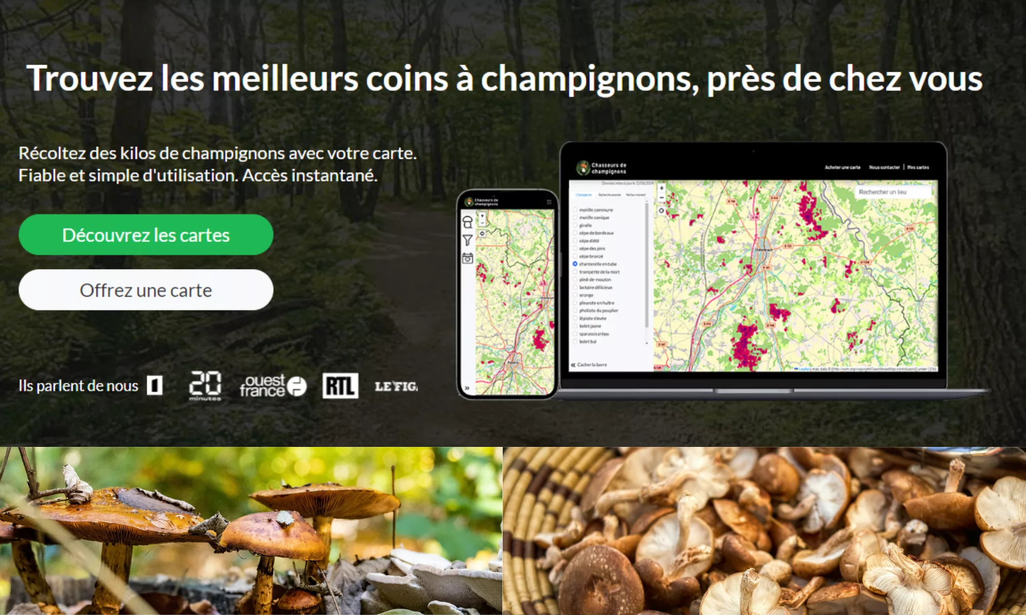 cueillette de champignons dans une forêt automnale