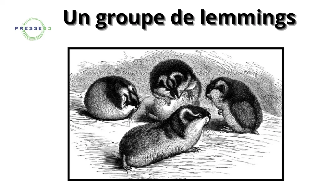 des lemmings migrent en nombre