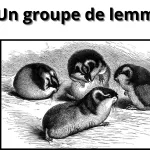des lemmings migrent en nombre