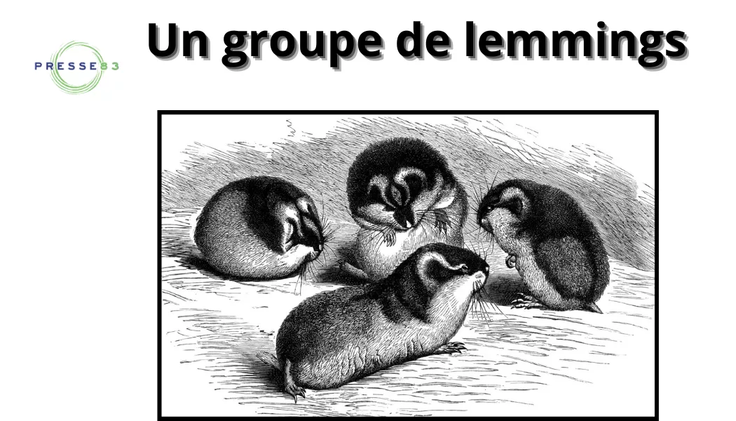 des lemmings migrent en nombre