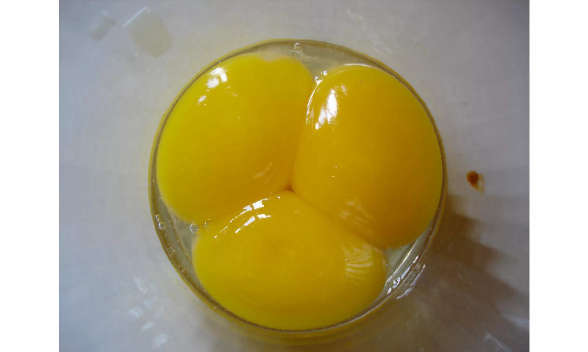 l'anatomie d'un œuf de poule sous la loupe