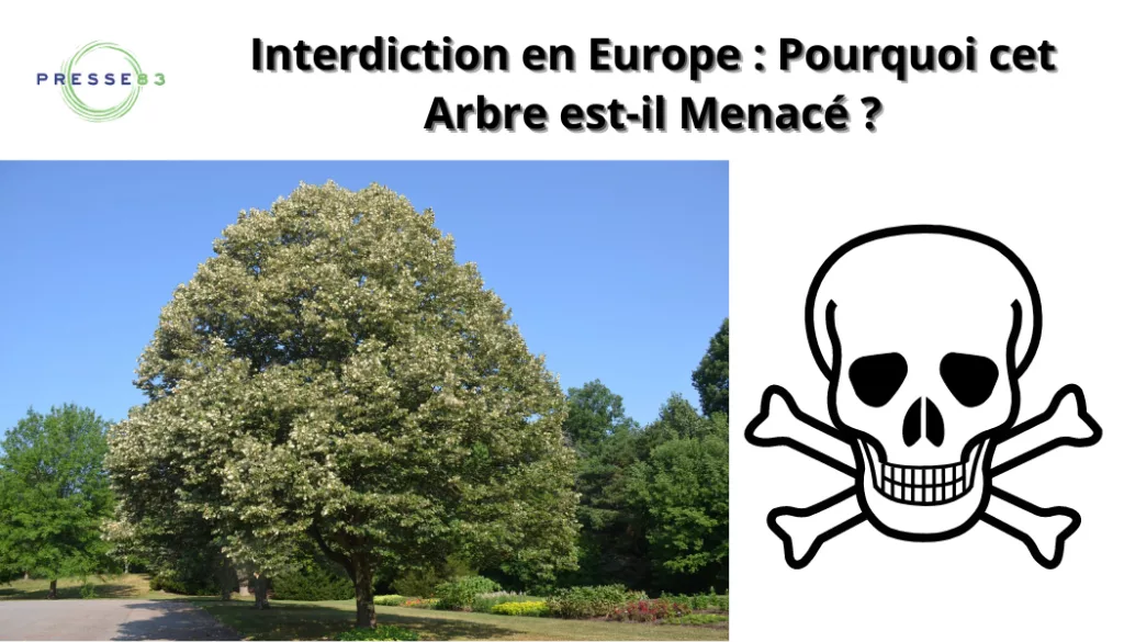 tilleul argenté en fleur dans un parc urbain, abeilles butinant.
