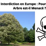 tilleul argenté en fleur dans un parc urbain, abeilles butinant.