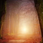 reposer sous les arbres une révolution écologique à muttersholtz