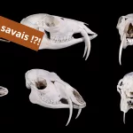 Pourquoi le musc naturel est-il si recherché ?