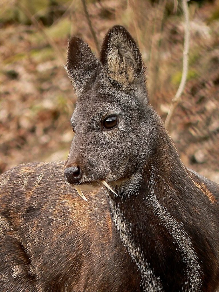 La conservation du cerf porte-musc nécessite des efforts internationaux.
