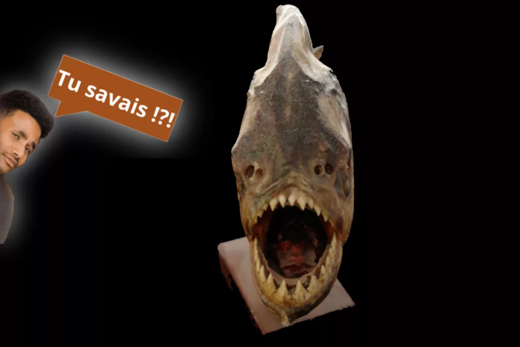 Lors de combats, les piranhas produisent des sons graves pour intimider leurs rivaux.