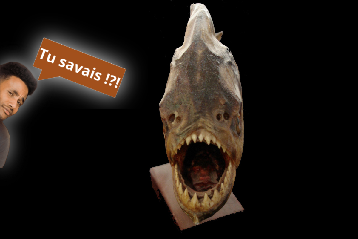 Lors de combats, les piranhas produisent des sons graves pour intimider leurs rivaux.