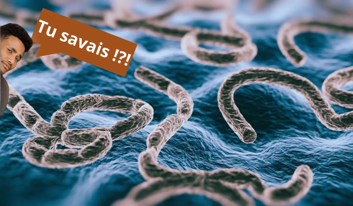 Pourquoi une rivière a-t-elle donné son nom à un virus ?