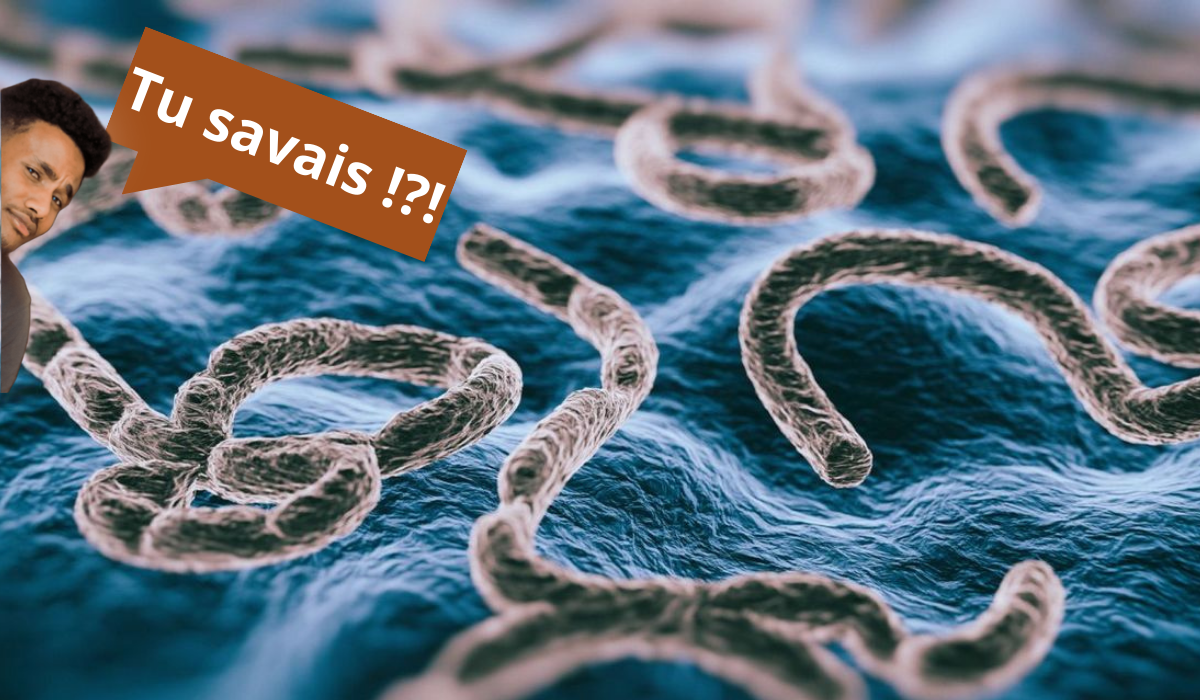 Pourquoi une rivière a-t-elle donné son nom à un virus ?