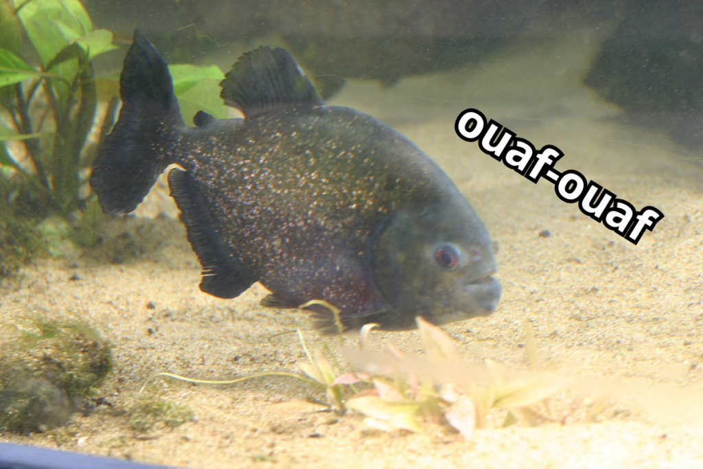 Les sons aigus émis par les piranhas servent à signaler la chasse.