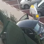 L'accident de ce matin avenue Aristide Briand relance le débat sur la sécurité des piétons et des infrastructures urbaines.