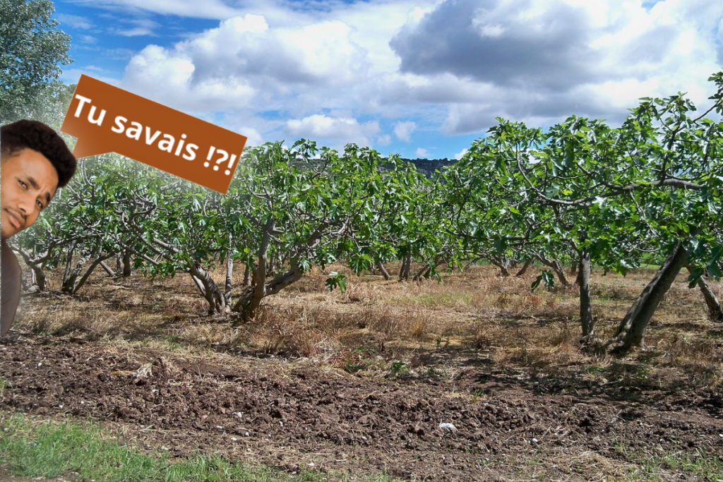 Pourquoi certaines figues sont-elles stériles ?