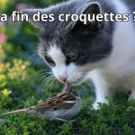 Salmonelles dans les croquettes : quels risques pour vos animaux ?