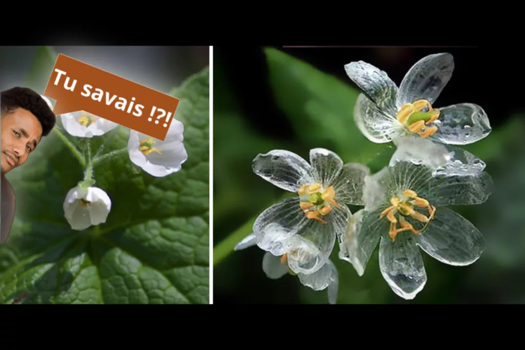 Une fleur Diphylleia grayi aux pétales transparents après une averse.