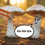 Une expérience révèle un vocabulaire surprenant chez les champignons.