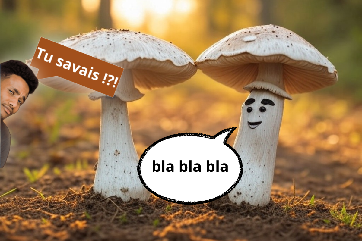 Une expérience révèle un vocabulaire surprenant chez les champignons.