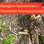 Chenilles processionnaires sur un tronc d'arbre.