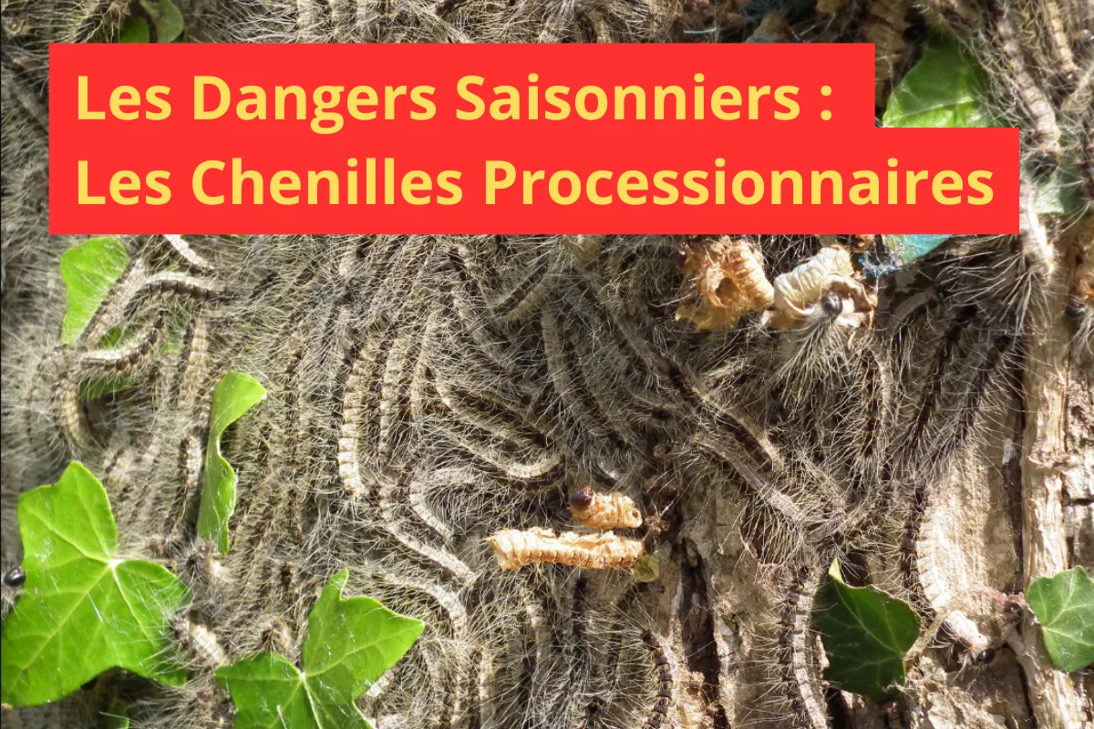 Chenilles processionnaires sur un tronc d'arbre.