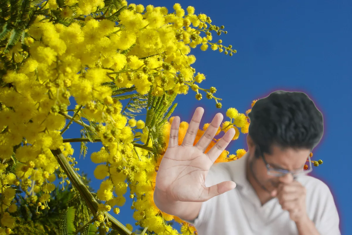Le mimosa, une plante magnifique mais souvent mal comprise.