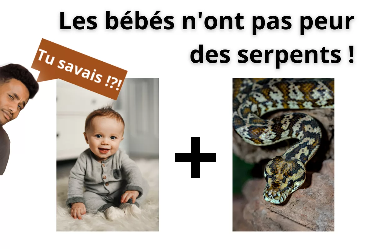 Bébé jouant avec des serpents sans peur