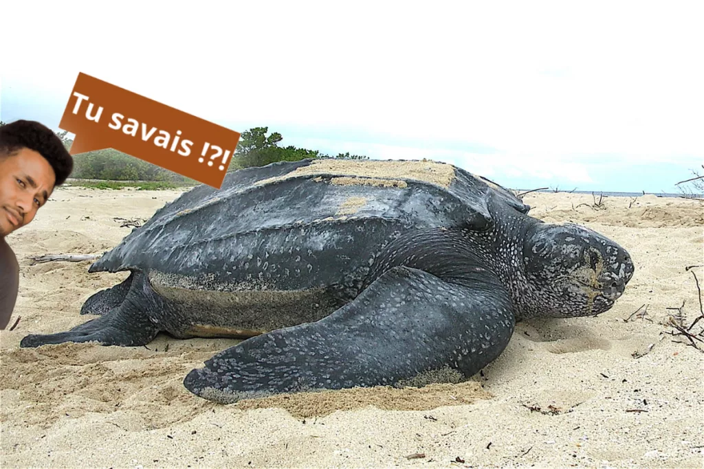 La tortue Luth, un géant des mers en danger.