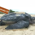 La tortue Luth, un géant des mers en danger.