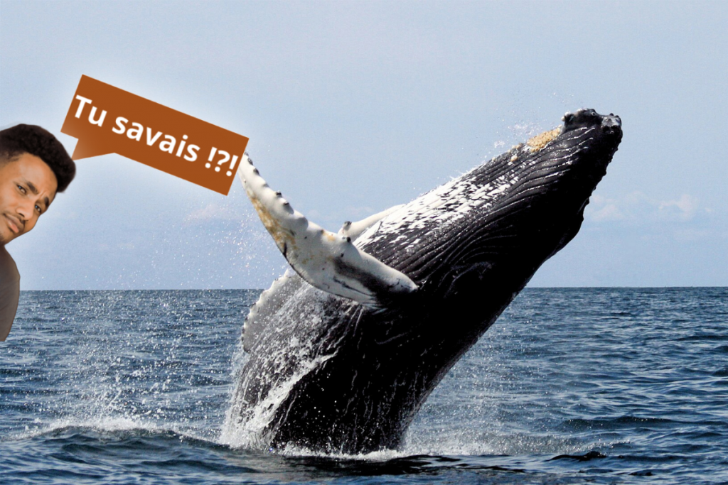 Technique de chasse unique de la baleine à bosse.