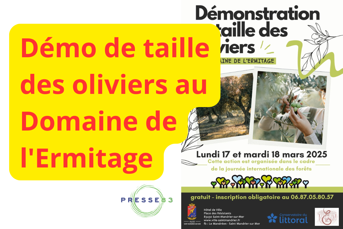 Importance de la Taille des Oliviers.