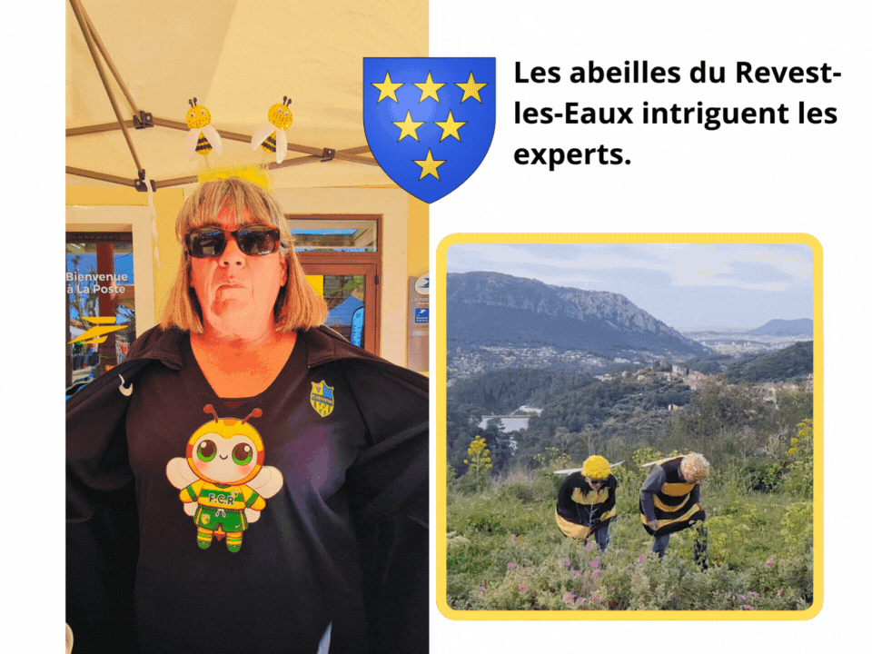 Essaims d'abeilles capturés en vidéo dans le Var.