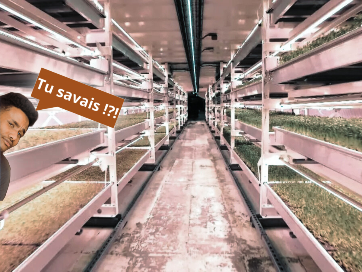 Potager high-tech : des légumes à 33 mètres sous terre à Londres
