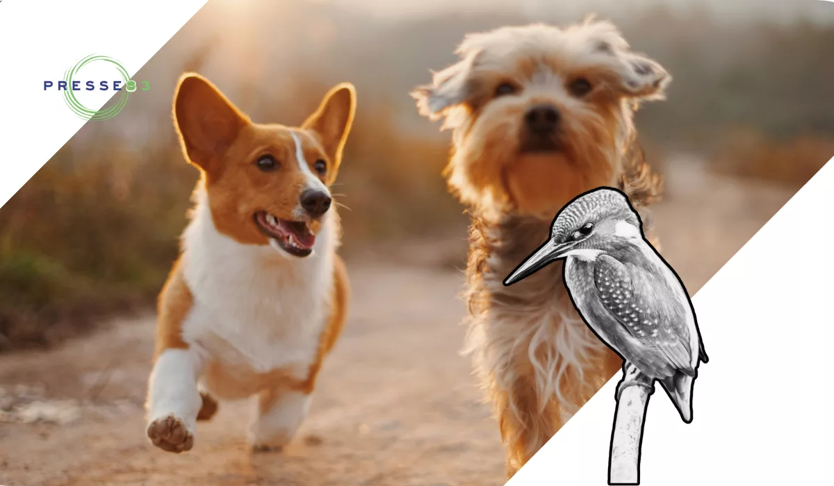 Les règles à connaître pour les propriétaires de chiens