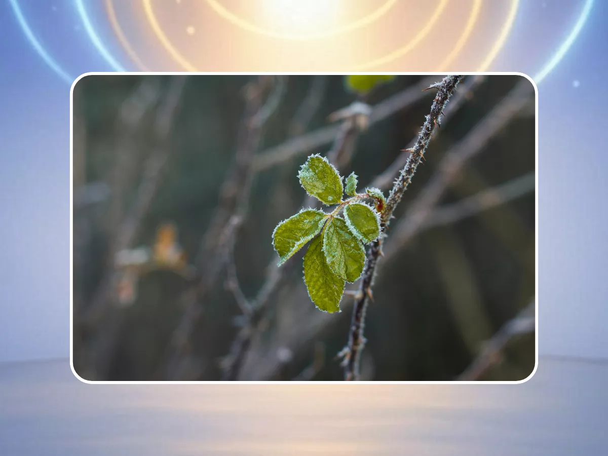 Pourquoi les jardiniers attendent toujours mi-mai
