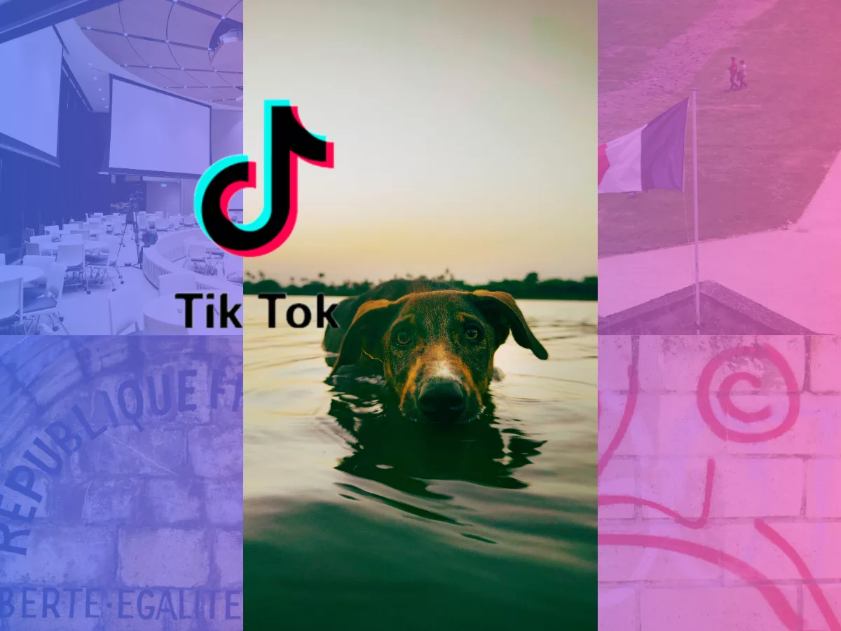 Chien trempé après un défi TikTok